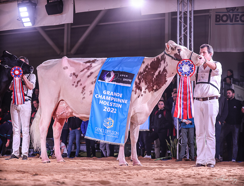 Night Red, la grande championne Holstein de l'Open Dairy Show