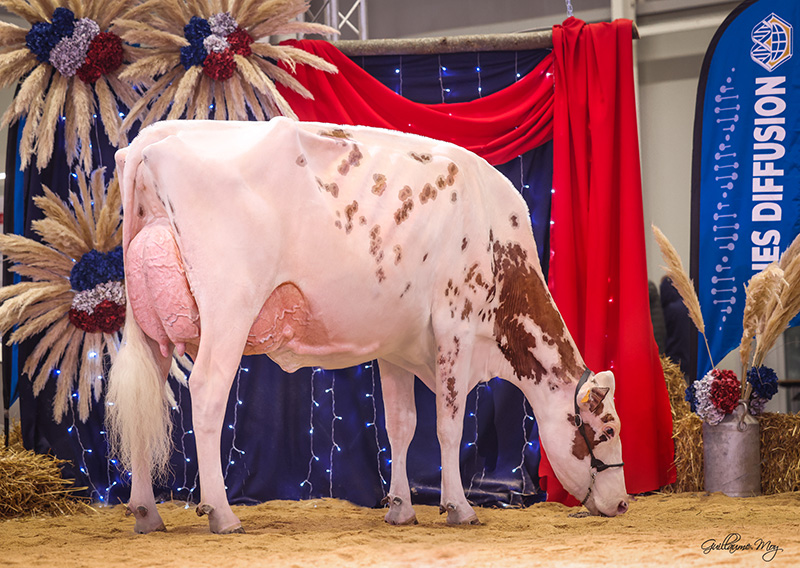 Night Red, avec un palmarès déjà conséquent est probablement la meilleure vache de France.