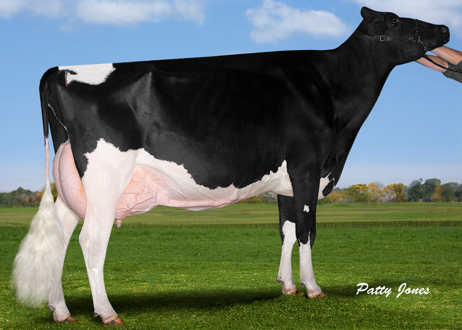 Gen-I-Beq Champion Bally EX 95, 7ème mère de SOLEIL PP