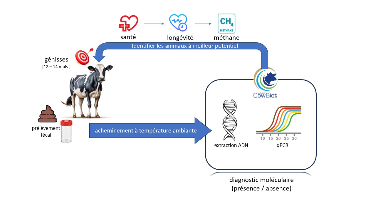 CowBiot® est un kit basé sur une analyse PCR 