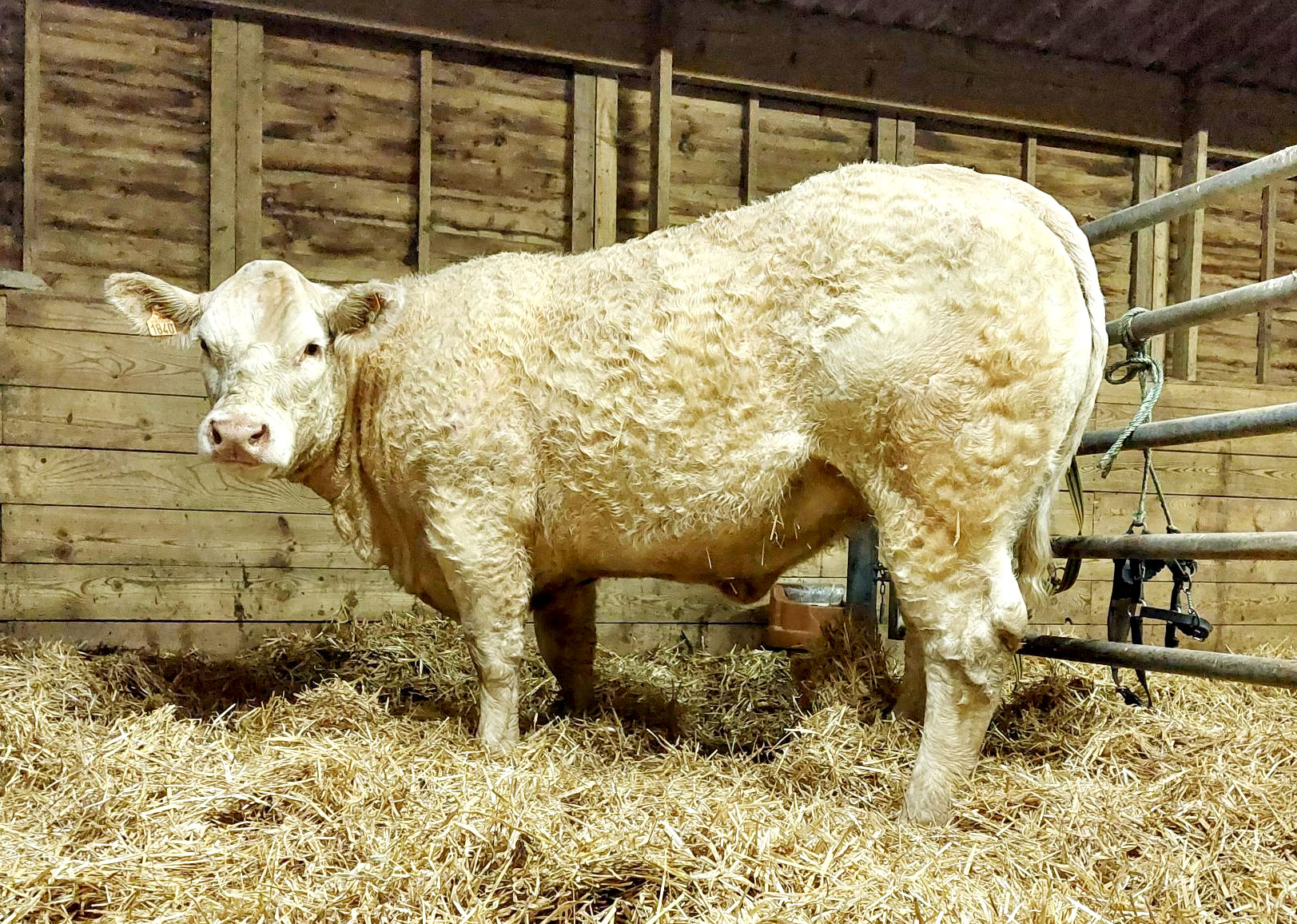 Utopie, fille de POETIC P - LEPA Lycée Agricole Chervé (42)