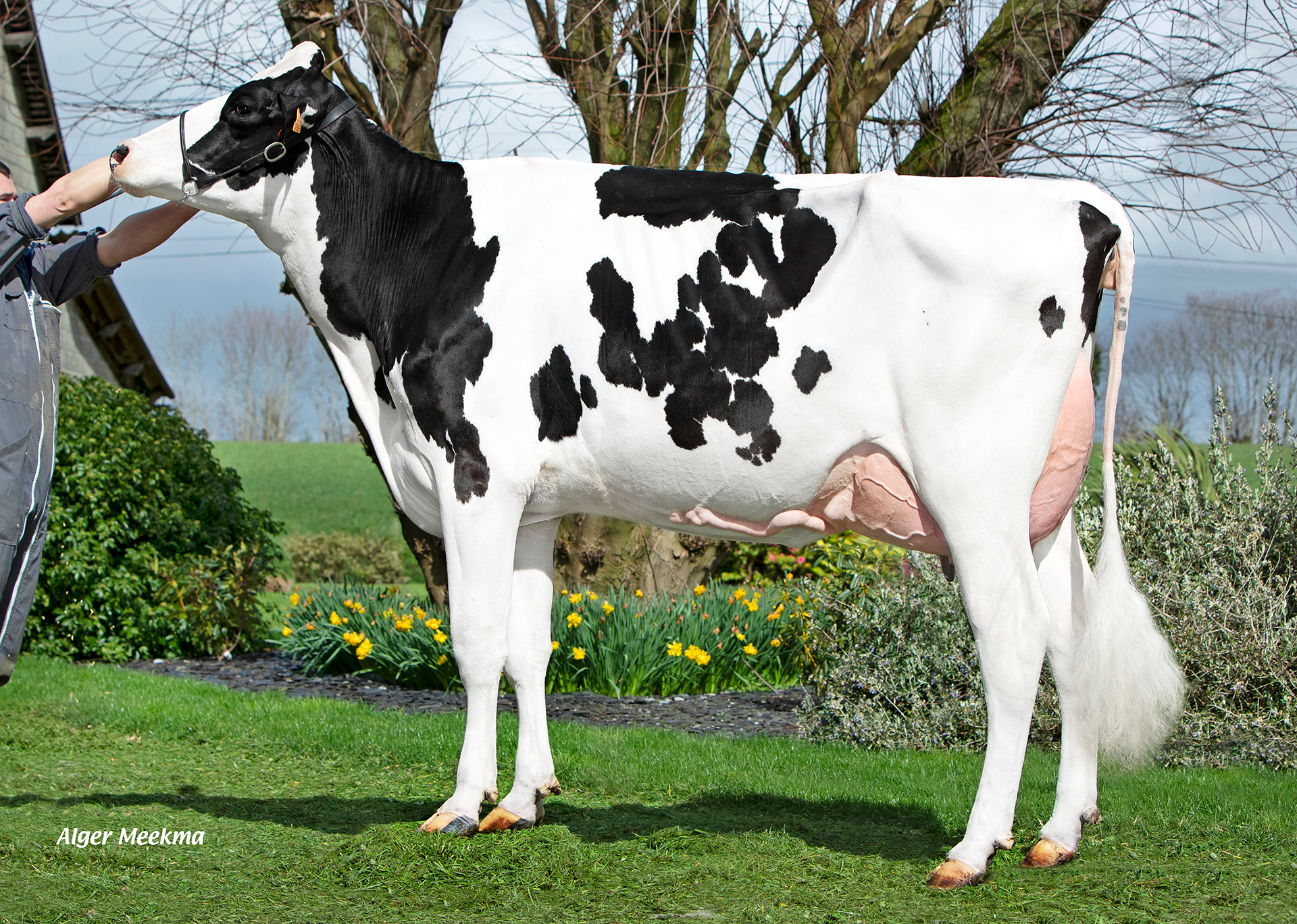 Mys Rockja, mère de MYS VOLTJA