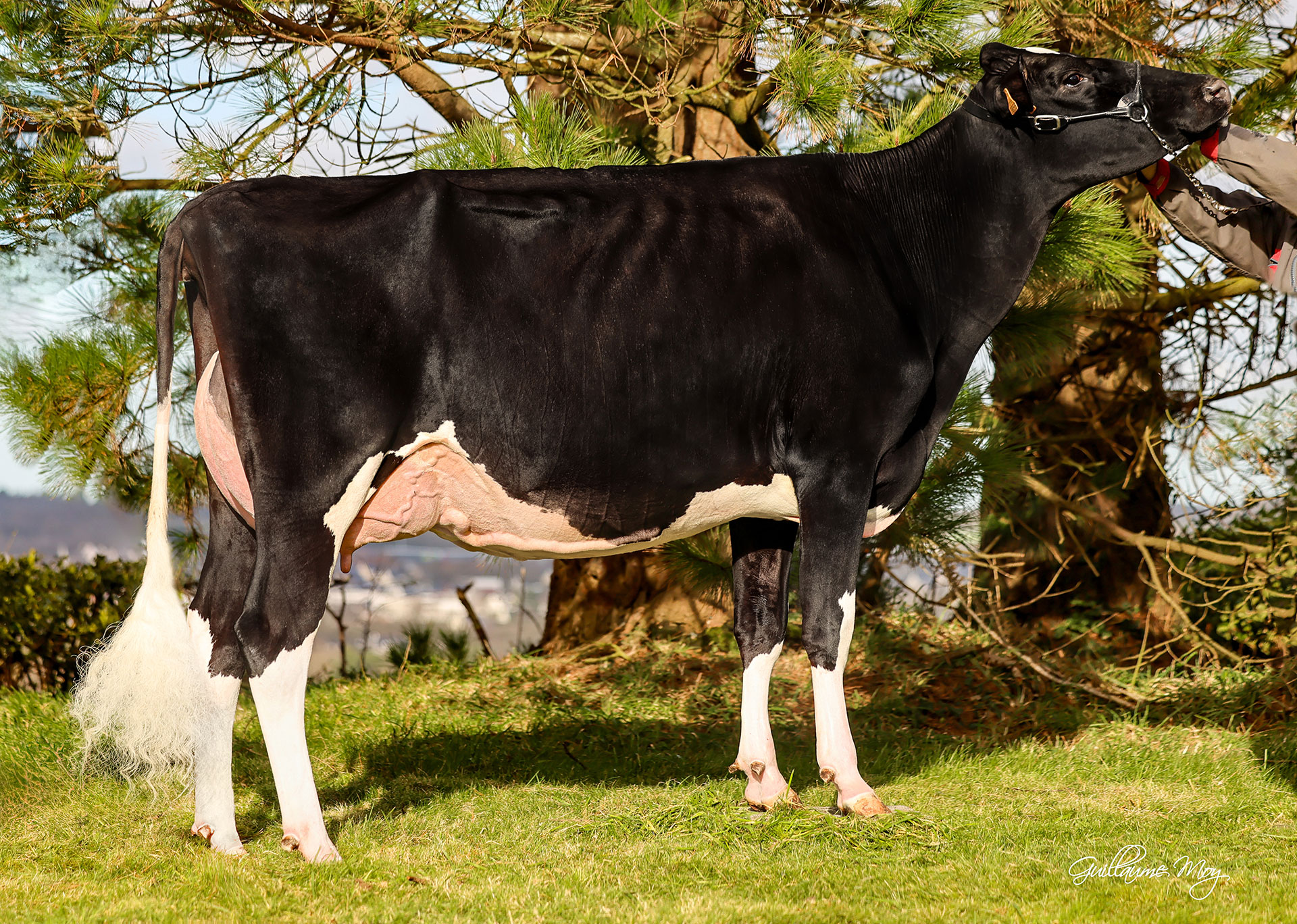 Saxo P ETL, mère de VIX ETL P