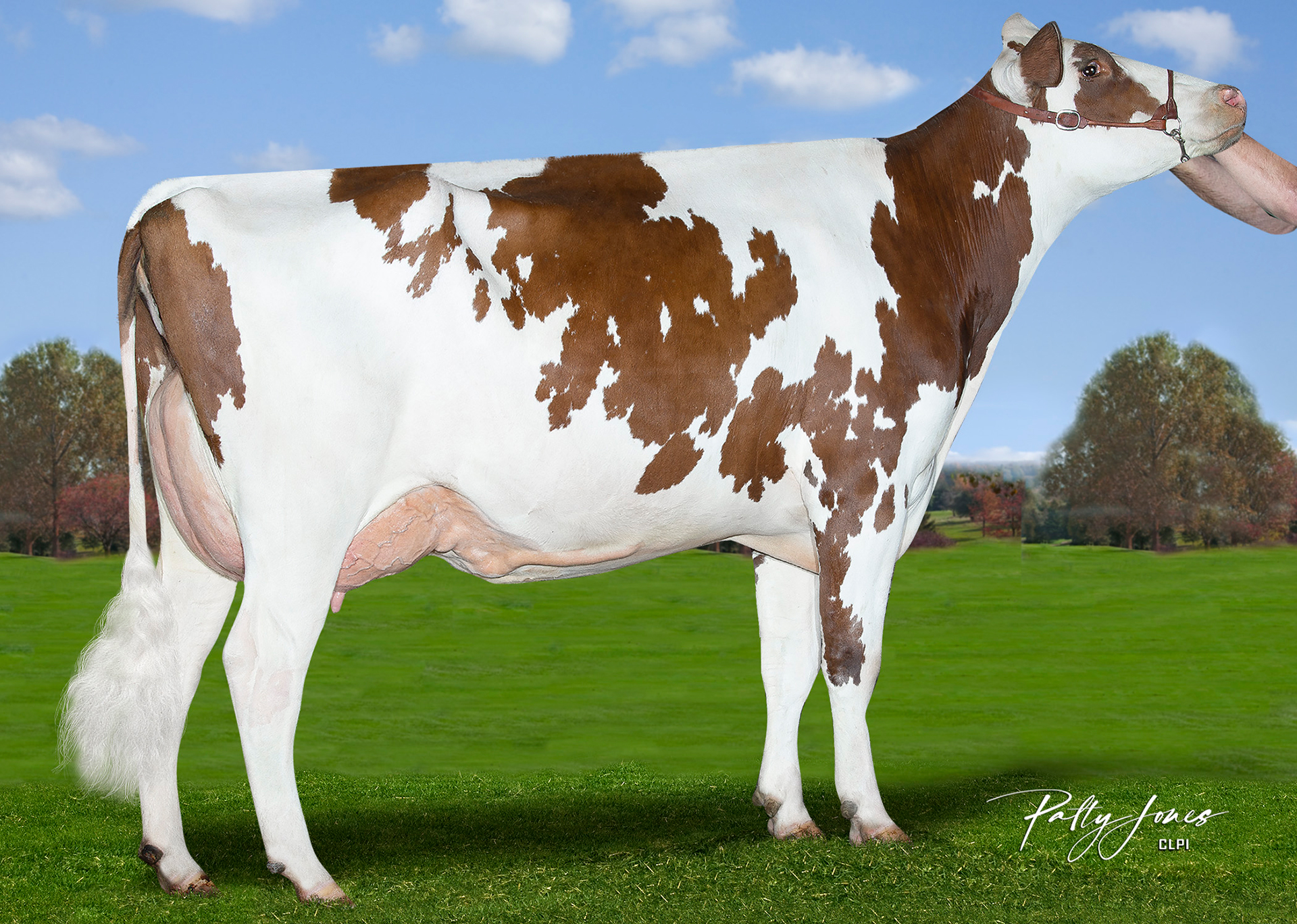 Silvercap August Stella PP Red, mère de STELLAR