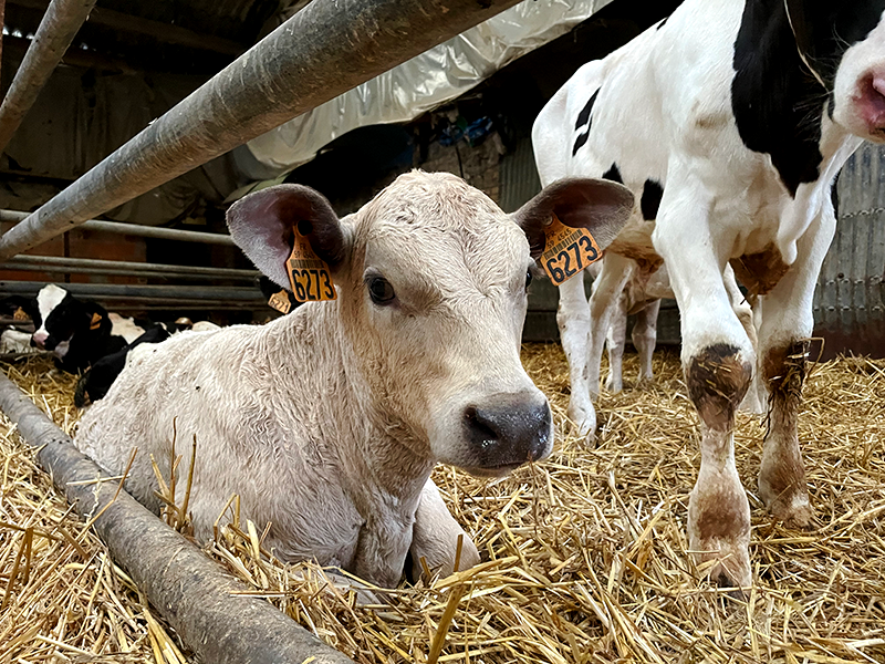 Veaux croisés avec du Charolais