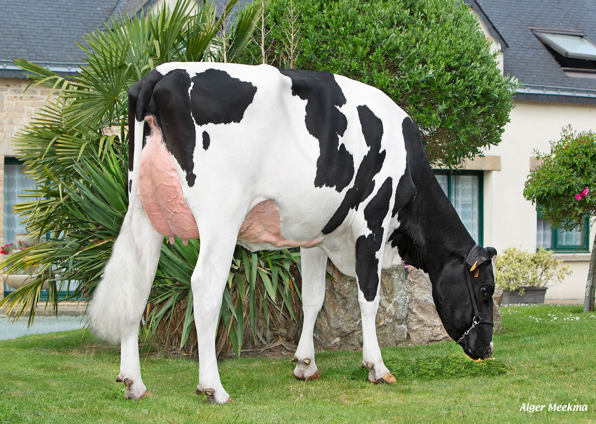 PM Tulipe, mère de PM VINK PP