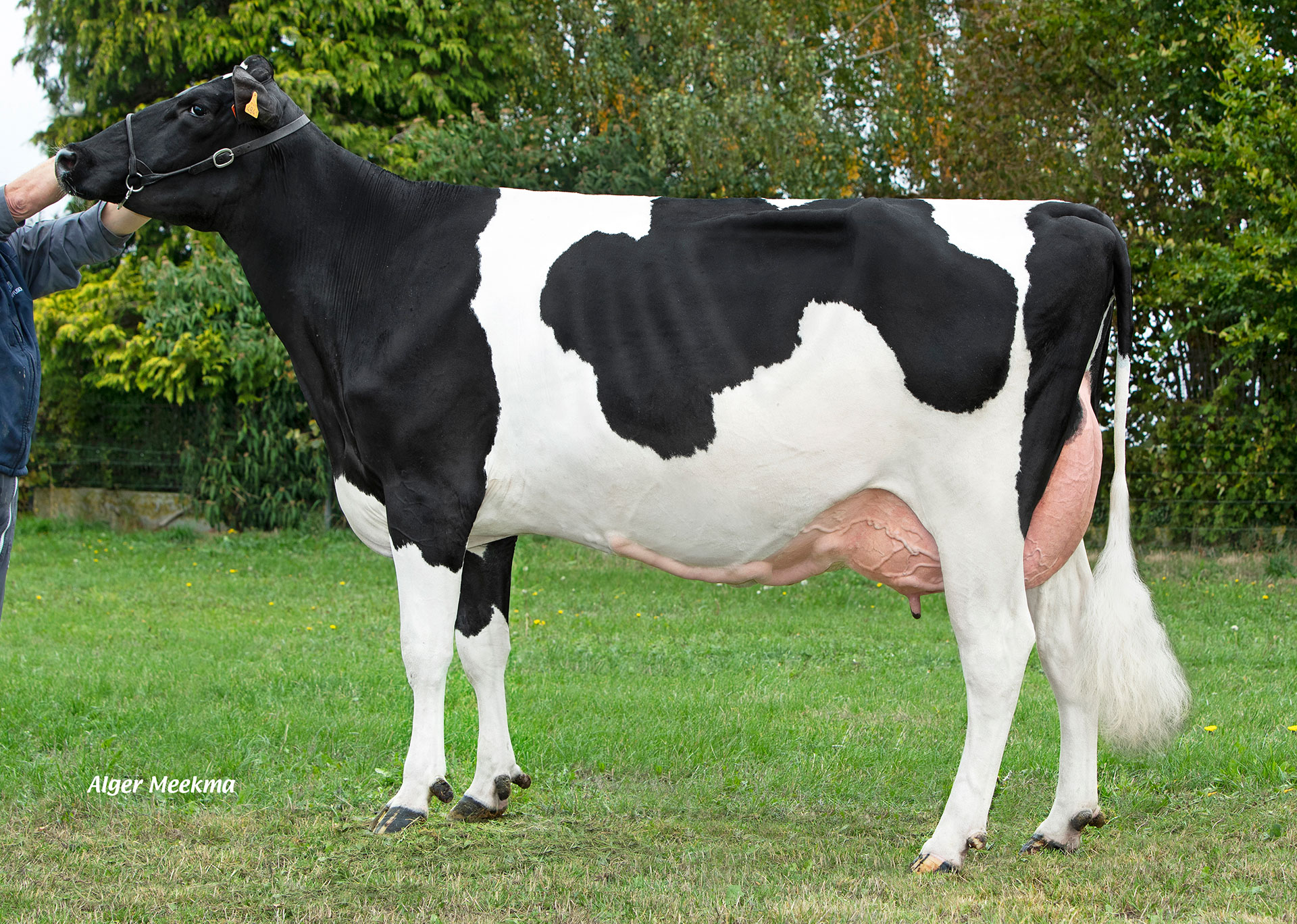 Récitation, mère de AMACK P