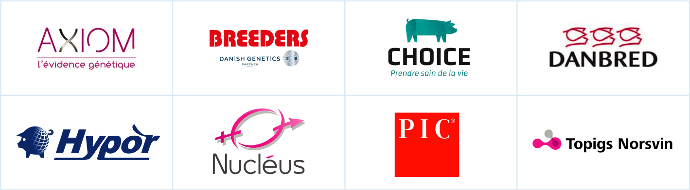 génétique porcin