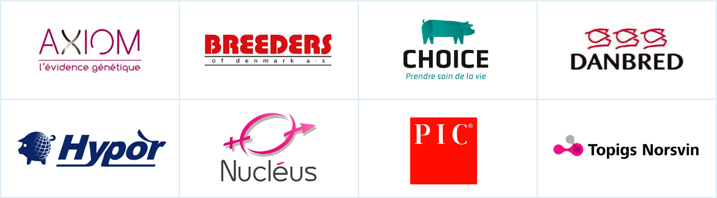 génétique porcin