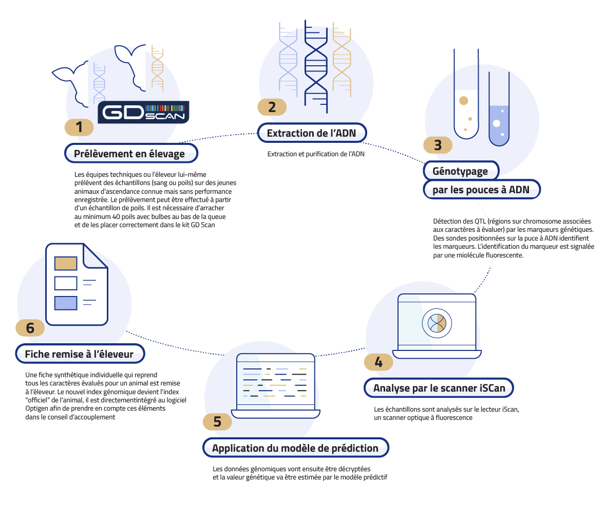 Etapes de l'évaluation génomique