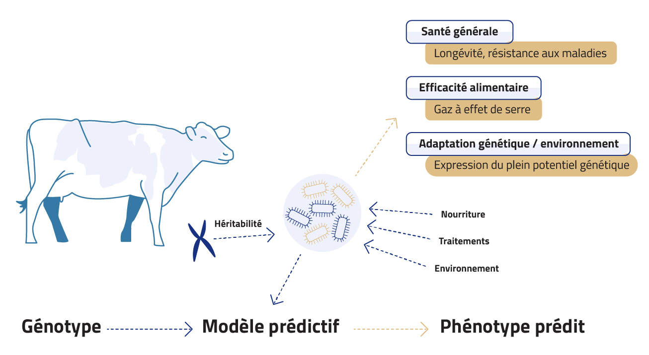 microbiote