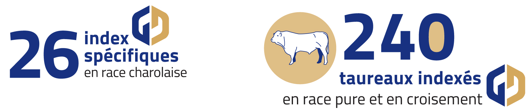 activité bovine.jpg