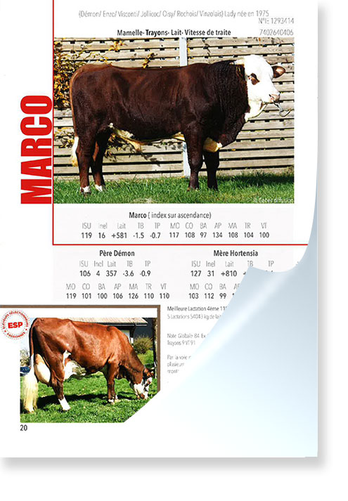 Flyer-ABONDANCE-MARCO-ESP.jpg