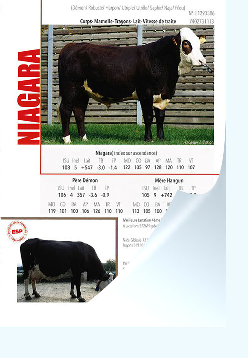 Flyer-ABONDANCE-NIAGARA-ESP.jpg