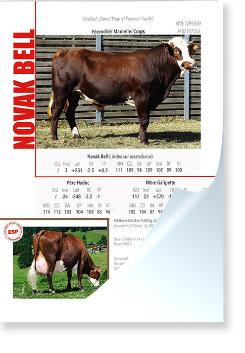 Flyer-ABONDANCE-NOVAK-BELL.jpg