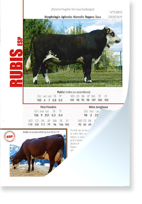 Rubis-ESP.jpg