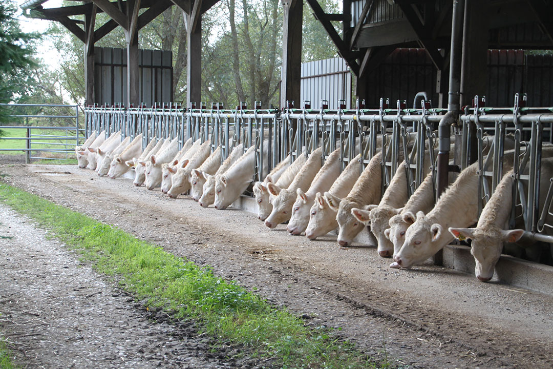 Vaches Charolaises en logettes