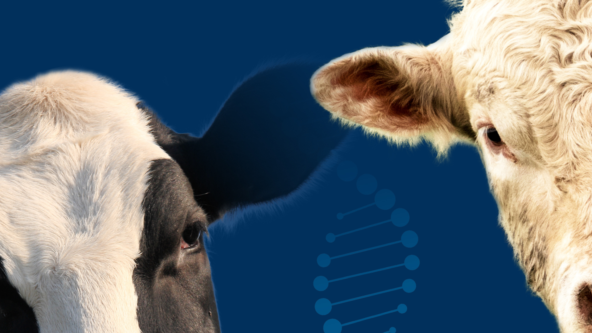 Témoignages d'éleveurs sur l'OS Holstein et Charolais