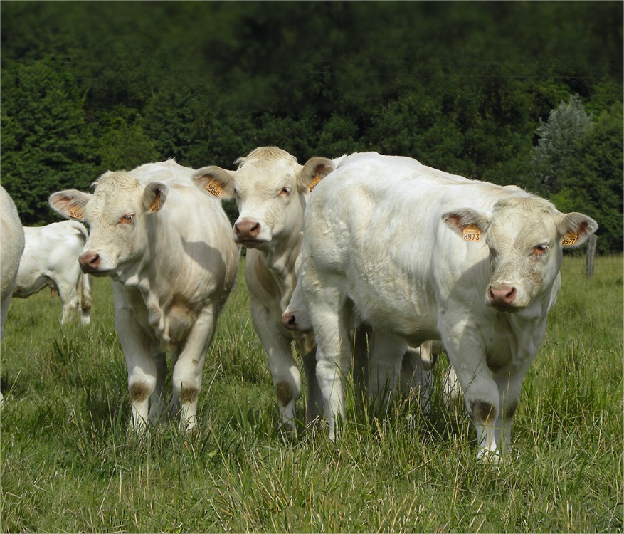 Veaux charolais