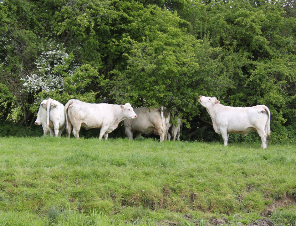 charolais