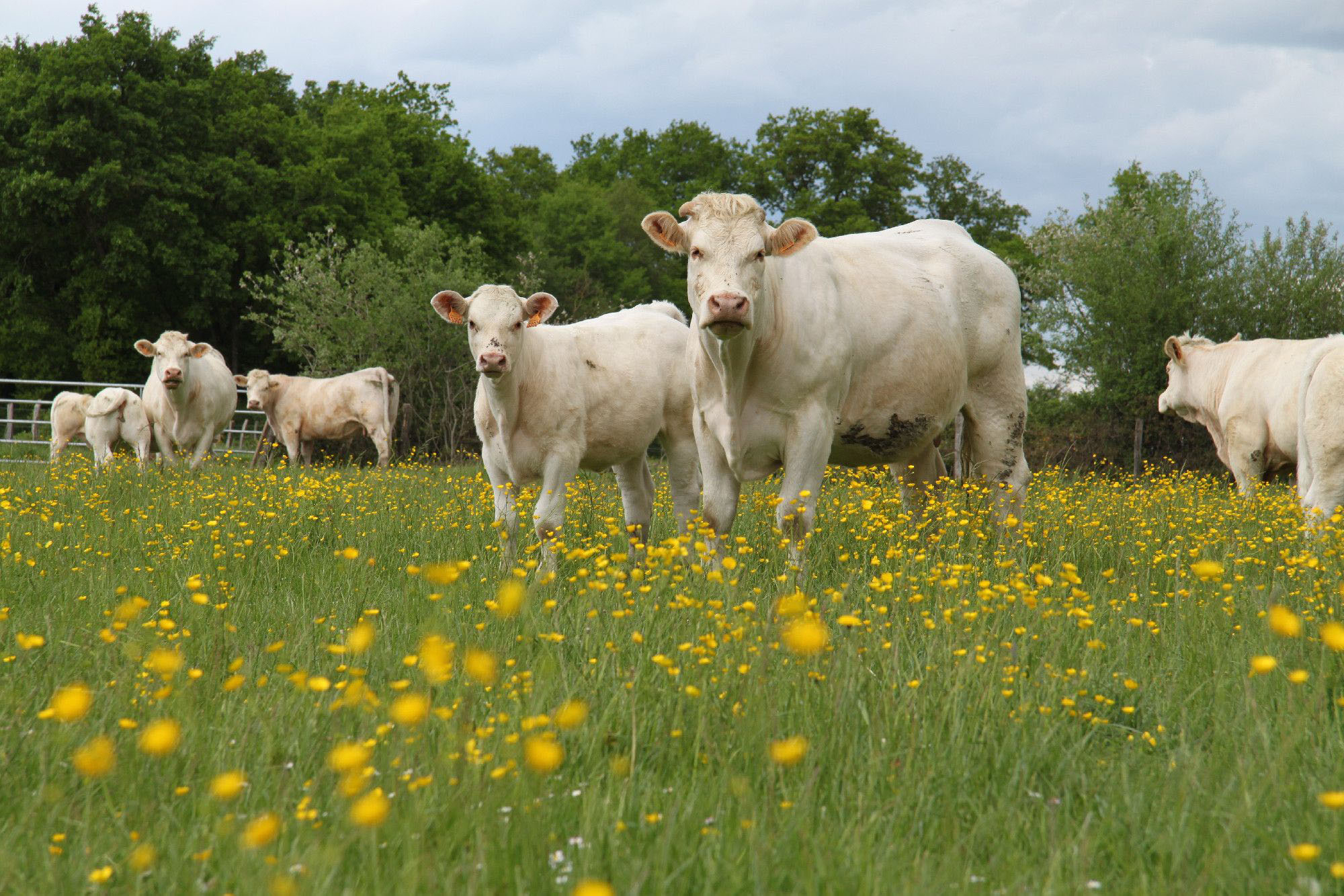 Troupeau de vaches Charolaises