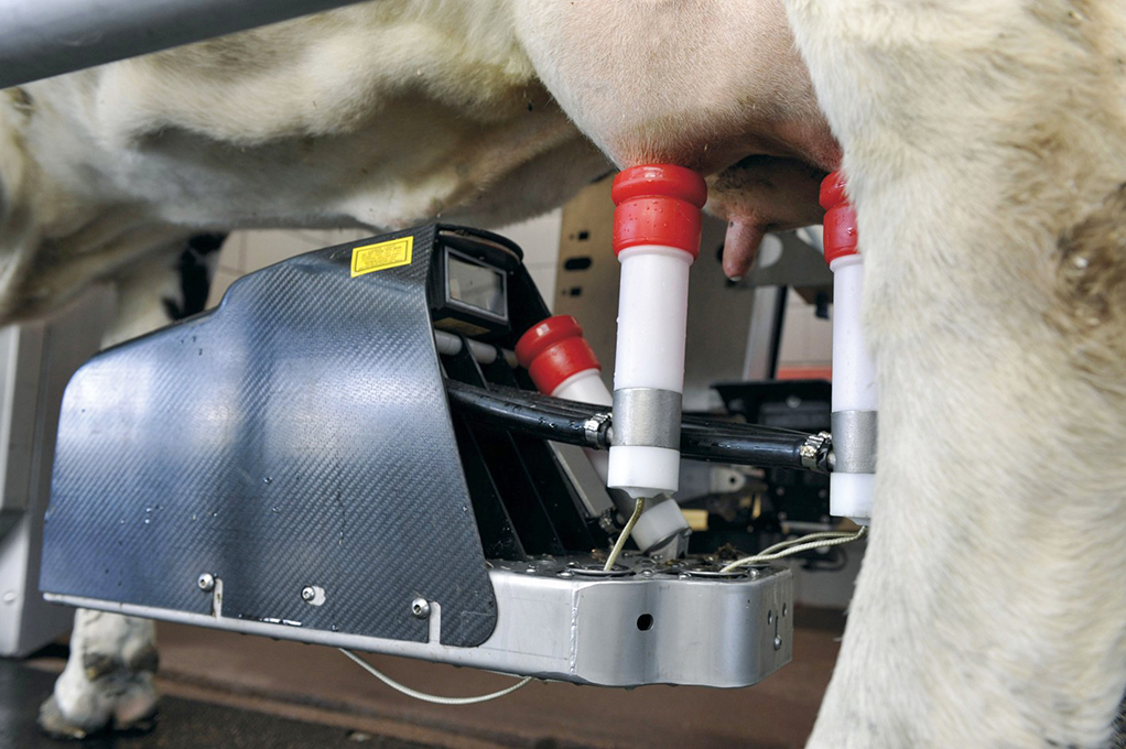 Robot de traite pour vache