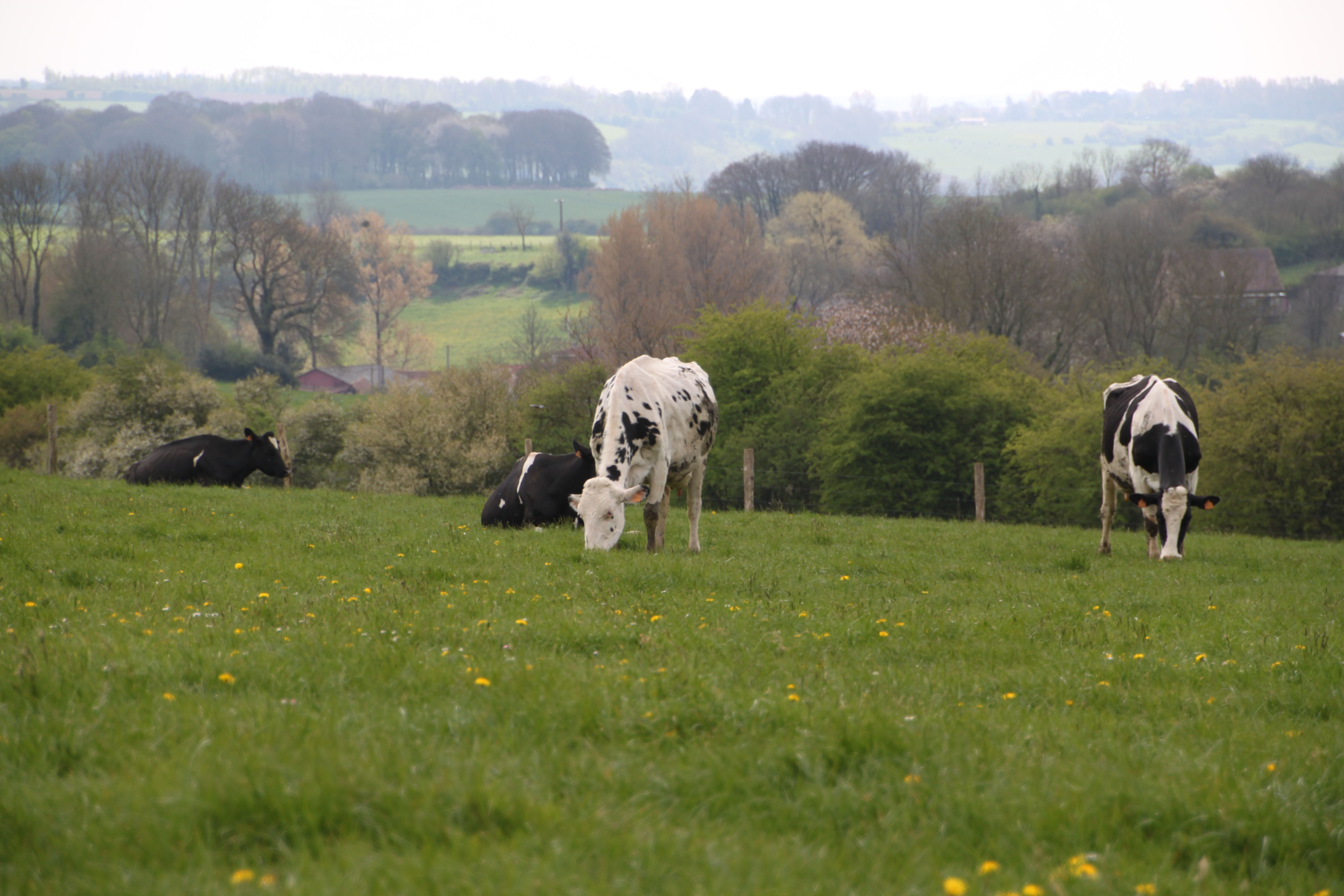 Eleveur-Inseminateur-holstein2.jpg