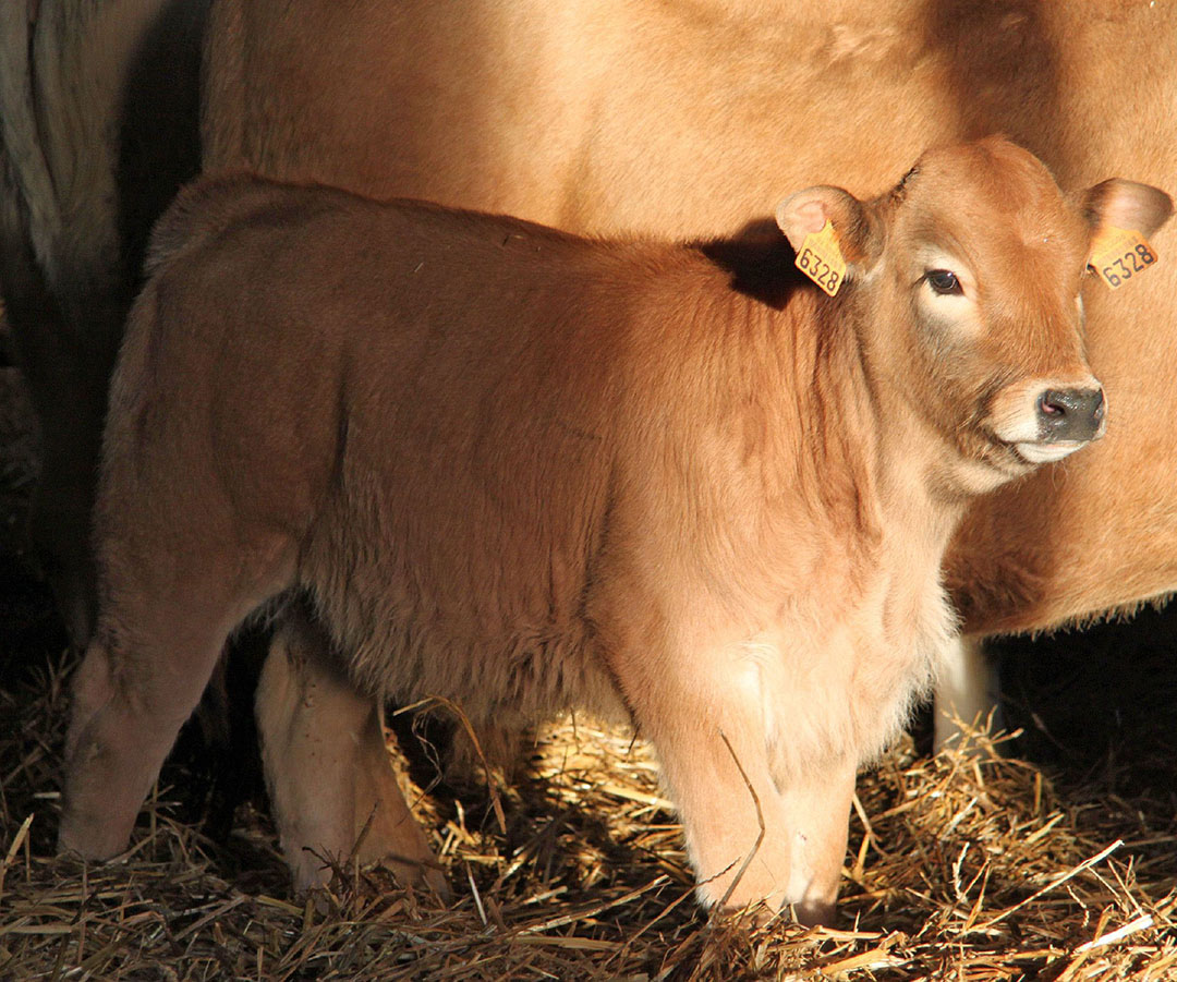 veau aubrac