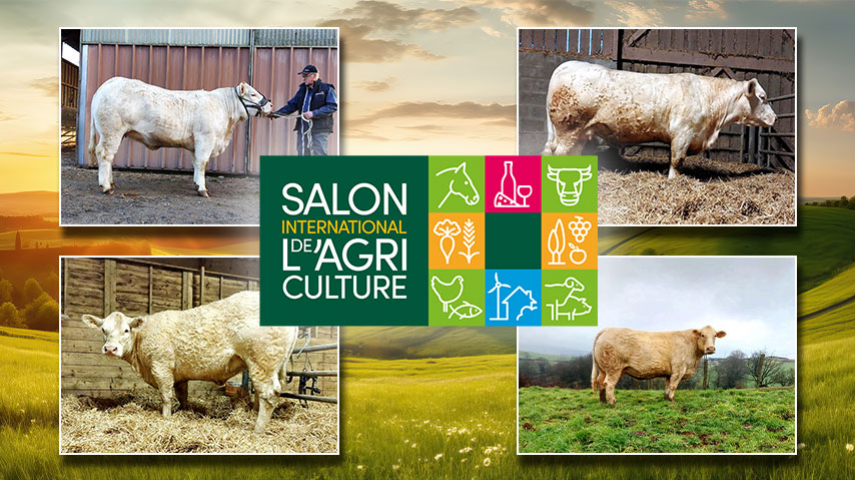 Salon de l'Agriculture 2025 : la liste des femelles exposées