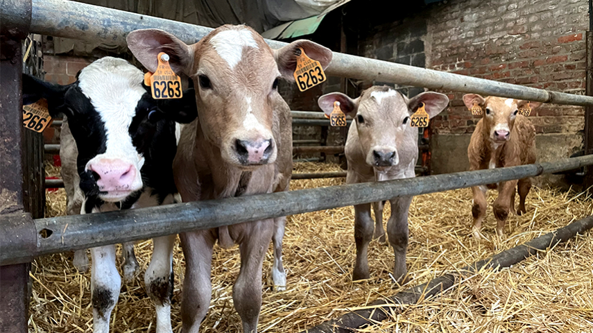 Le croisement charolais, un réel atout pour l’élevage laitier