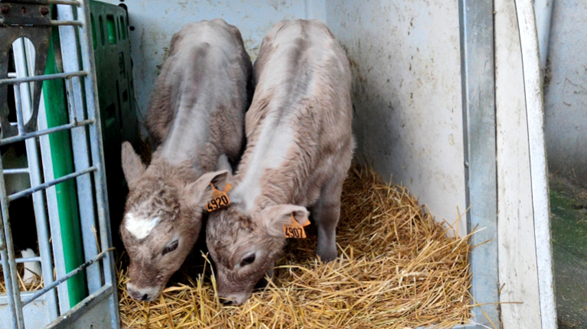 Le croisement charolais, un réel atout pour l’élevage laitier