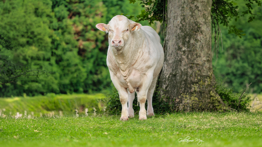 Indexation IBOVAL 2026 : Stabilité et Confirmation pour Gènes DIffusion