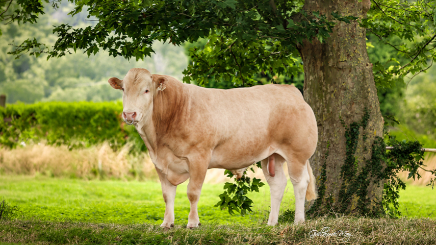 Indexation Blonde d’Aquitaine - Gènes Diffusion parmi les références nationales