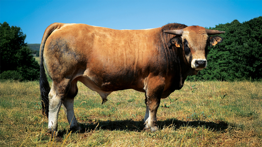 Indexation Aubrac - Des résultats qui confirment le potentiel de nos taureaux !