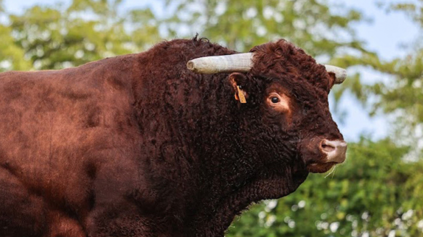 Indexation Salers - Des évolutions à suivre de près