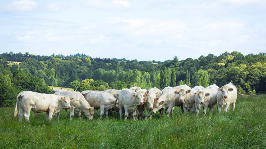 L'avenir de la race Charolaise entre vos mains