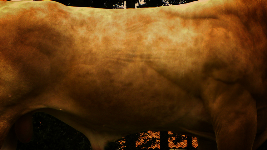 Indexation IBOVAL en Blonde d'Aquitaine