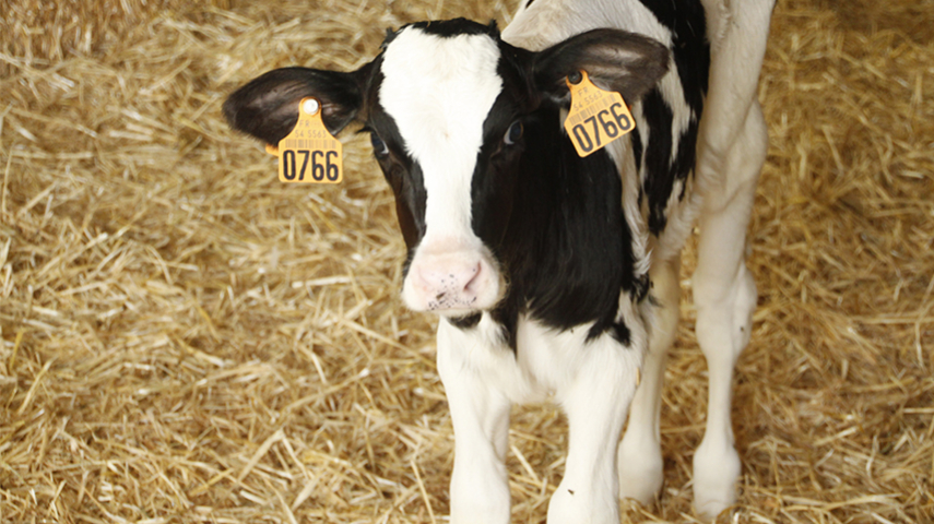 Gènes Diffusion accompagne les éleveurs holstein dans le génotypage