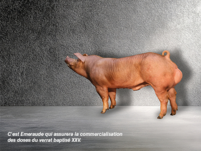 Emeraude, un modèle inédit au service des éleveurs porcins