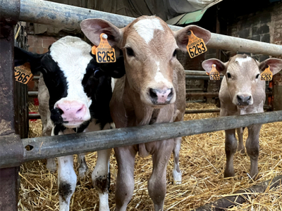 Le croisement charolais, un réel atout pour l’élevage laitier