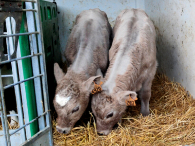 Le croisement charolais, un réel atout pour l’élevage laitier