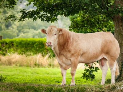 Indexation Blonde d’Aquitaine - Gènes Diffusion parmi les références nationales