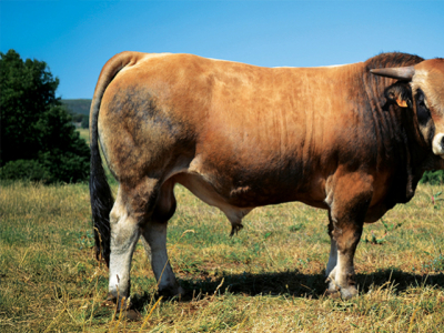 Indexation Aubrac - Des résultats qui confirment le potentiel de nos taureaux !