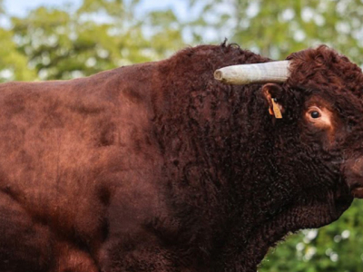 Indexation Salers - Des évolutions à suivre de près