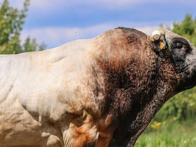 Indexation Parthenaise - Des profils qui confirment et des progressions remarqué