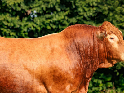 Indexation Limousine : des résultats encourageants et de belles confirmations !