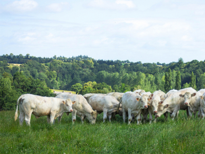 L'avenir de la race Charolaise entre vos mains