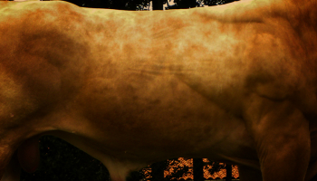 Indexation IBOVAL en Blonde d'Aquitaine