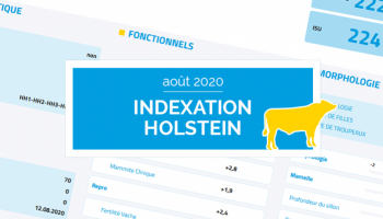 Indexation Holstein Août 2020