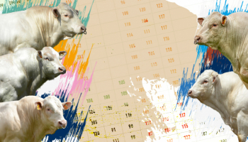 Indexation IBOVAL Charolaise 2021 : Sous le signe des confirmations !